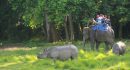 Rhinoceros one horn -chitwan eBA Holidays